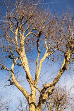 River Thames Bankside Lon güney kıyısında yapraksız ağaç