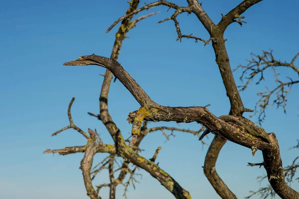 Blattlose alte Bäume vor blauem Himmel — Stockfoto