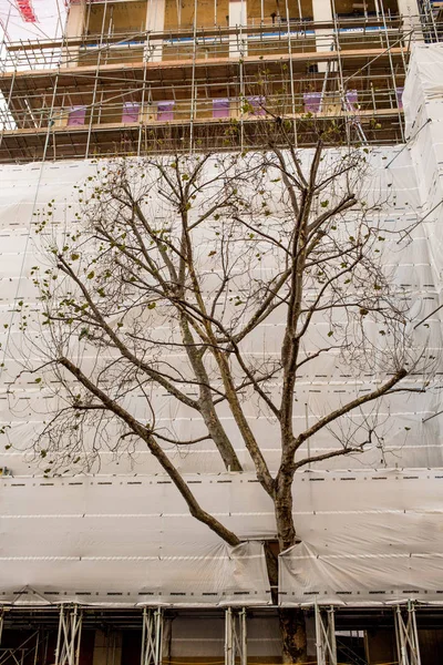 Strom, prorazila ochranný plášť na nové sestavení b — Stock fotografie