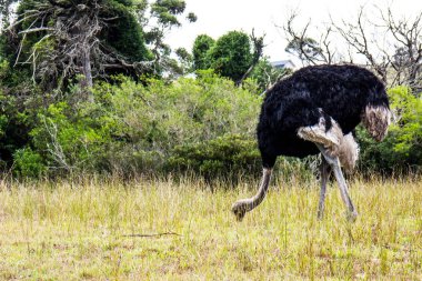 Eastern Cape Güney Afrika'da vahşi devekuşu besleme