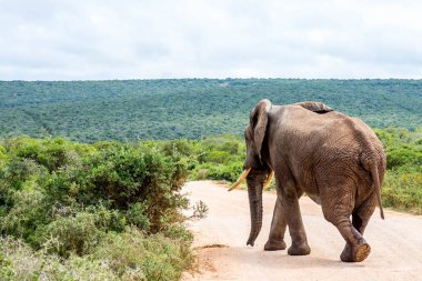Tek fil Walkiing aşağı A Dirt Track