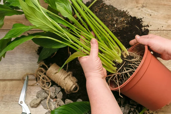 Woman's hands relocating house plant into a new brown pot. Transplanting house flower with roots. Springtime nature background.