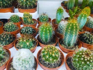 Kaktüs çiçeğinin çeşitliliği. Saksıda küçük evler, saksıda kaktüsler. Yeşil bahçe konsepti.