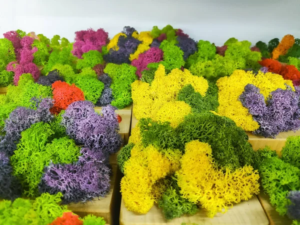 beautiful colorful moss flowers. small house plants in pots, home interior. Greenhouse, gardening concept.