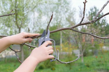 Kadın eli makas ya da makasla bahçede ağaç dalı kesiyor. Baharda bahçe işleri..