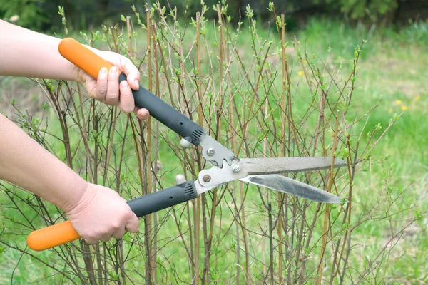 Work Garden Spring Women Farmer Shears Scissors Cutting Bush Plant — Stock Photo, Image