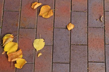 yeni kaldırım döşeme ve düşen yapraklar