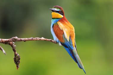 renkli Arı yiyen bir dal yeşil arka plan üzerinde oturan