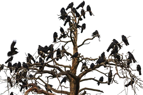 Árvore que beset Ravens — Fotografia de Stock