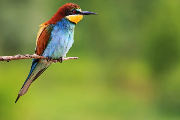 Paradiesvogel sitzt auf einem Ast grünen Hintergrund — Stockfoto