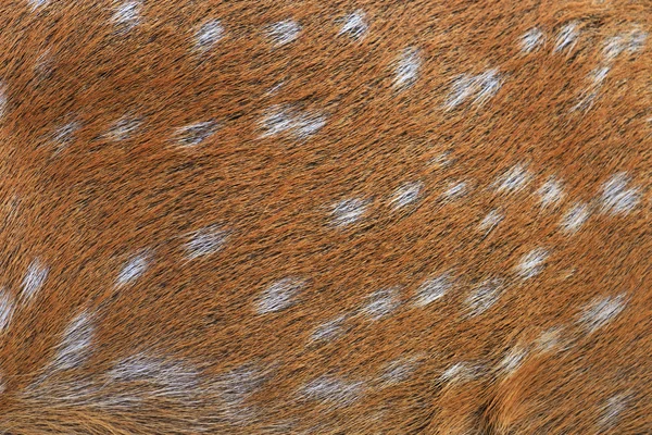 Wool texture spotted deer — Stock Photo, Image