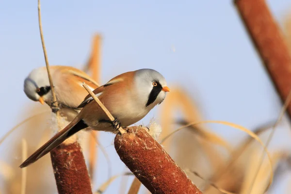 2 羽の鳥は茂みの中で食べる — ストック写真