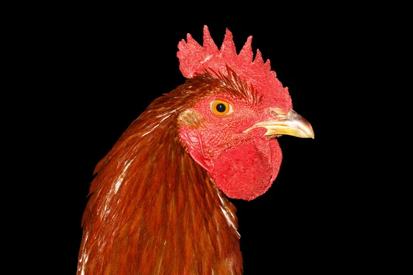 블랙에 고립 된 불 닭 — 스톡 사진
