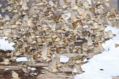 Serçeler uçuş geçirme sürüsü