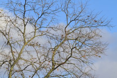 Düşen yapraklar ile sonbahar ağacı