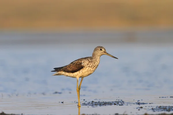 Tringa nebularia steht im Wasser — Stockfoto