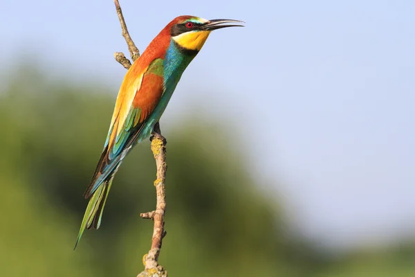 Europäisch gefärbter Vogel sitzt auf einem Ast — Stockfoto