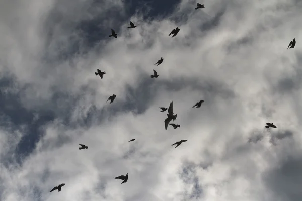 Silhuetas de pombos no céu tempestuoso — Fotografia de Stock