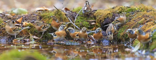 Schwarm von Bramlings beim Gießen — Stockfoto