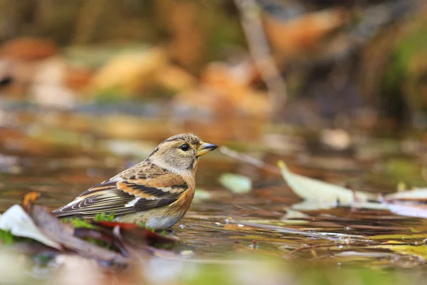 Brambling on the water among fallen leaves — Stock fotografie