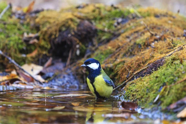 Sýkora koňadra na zalévání — Stock fotografie