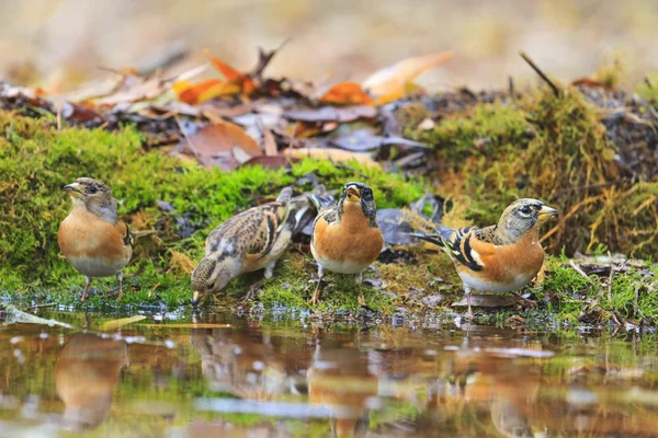 Bramblings drink water in autumn puddle — Stock Photo, Image
