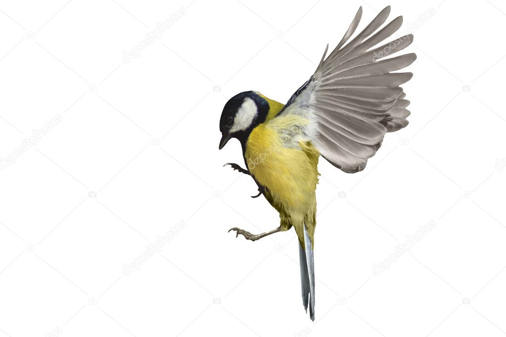 Great tit in flight isolated on white