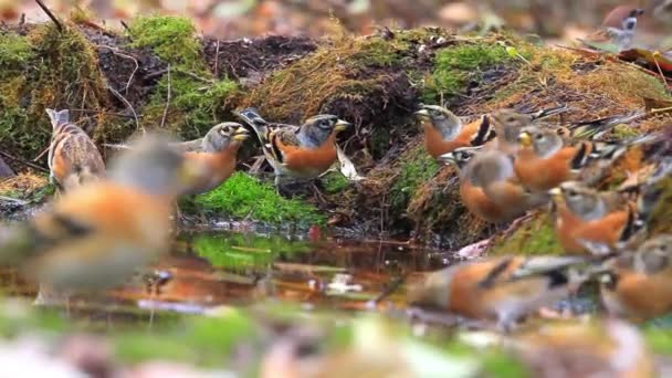 Kudde van vele bramblings op het water — Stockvideo