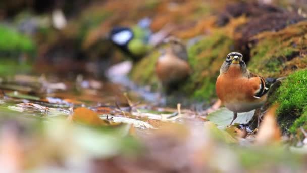 Brambling 음료 물과 멀리 비행 — 비디오