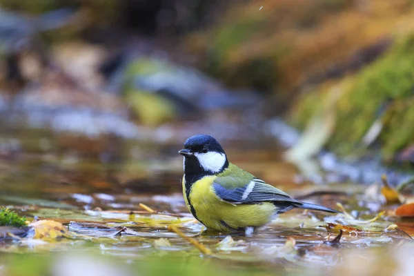 Kohlmeise auf dem Wasser zwischen abgefallenen Blättern — Stockfoto