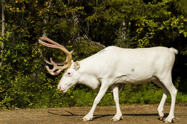 Vita rådjur är på väg — Stockfoto