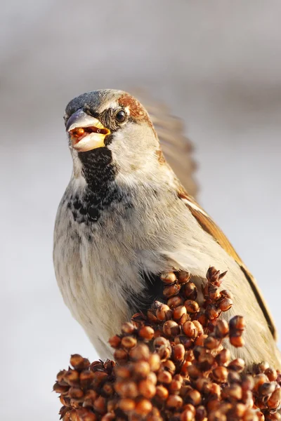 Sparrow ile savaş kaporta — Stok fotoğraf