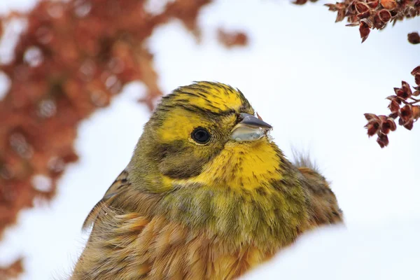 Retrato de pássaro amarelo brilhante na neve — Fotografia de Stock
