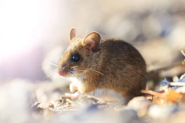 Mysz siedzi wśród skał z sunny hotspot — Zdjęcie stockowe