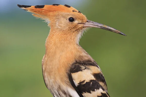 Porträt eines seltenen Vogels entdeckt — Stockfoto