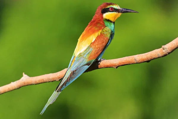Φωτεινό χρωματιστό πουλί που κάθεται σε ένα κλαδί πράσινο φόντο — Φωτογραφία Αρχείου