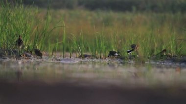 çulluk sabah tüy Temizleme