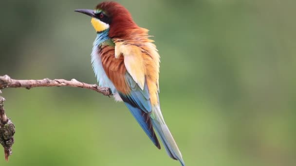 Φωτεινό και πολύχρωμο πουλί κάθεται σε ένα ξηρό υποκατάστημα — Αρχείο Βίντεο