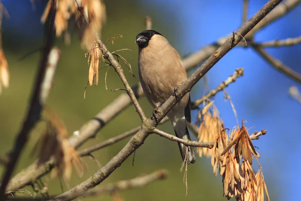 Bullfinch fêmea senta-se entre os ramos da árvore — Fotografia de Stock