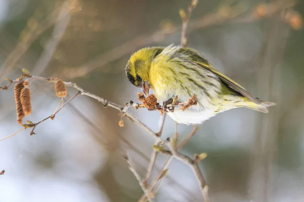 黄雀薄白桦树枝上的吃耳环 — 图库照片