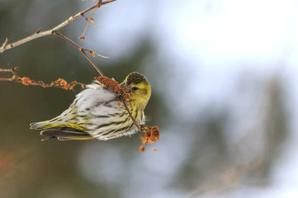 Winter bird feeding on birch earrings — Stock Photo, Image