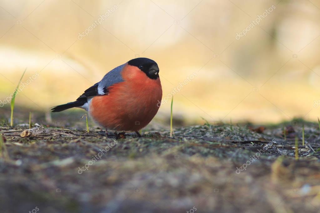 Oiseau Avec La Gorge Rouge Bouvreuil Assis Sur Le Sol