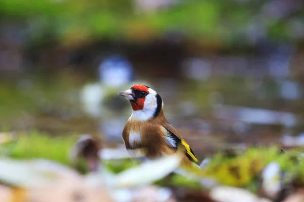 Europeiska goldfinch bland fallna bladen i vattnet — Stockfoto