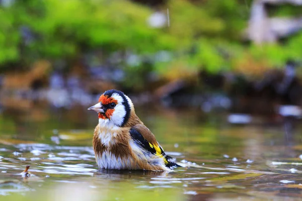 Carduelis balneazione nel lago foresta — Foto Stock