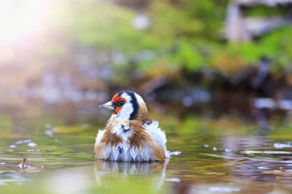 Oiseau avec une tête rouge sur l'arrosage hotspot ensoleillé — Photo