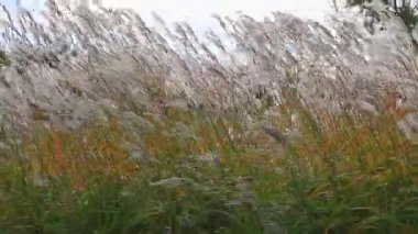 Rüzgar tarafından sarsılmış Cortaderia yediveren