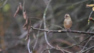 Ortak ispinoz kuru dalda atlar