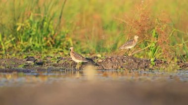 Ruff sürü tüyler günbatımında temizler.