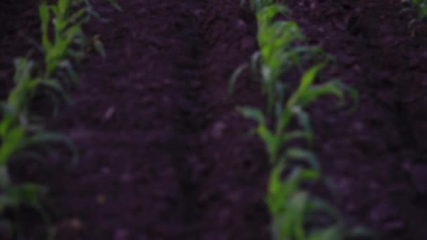 Campo de maíz plantado con hermosas líneas — Vídeos de Stock