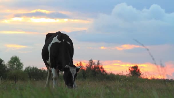 Cow grazing at sunset — Stock Video